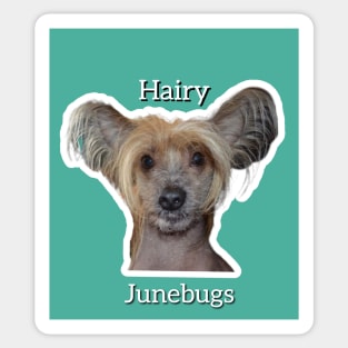 Hairy Junebugs Sticker